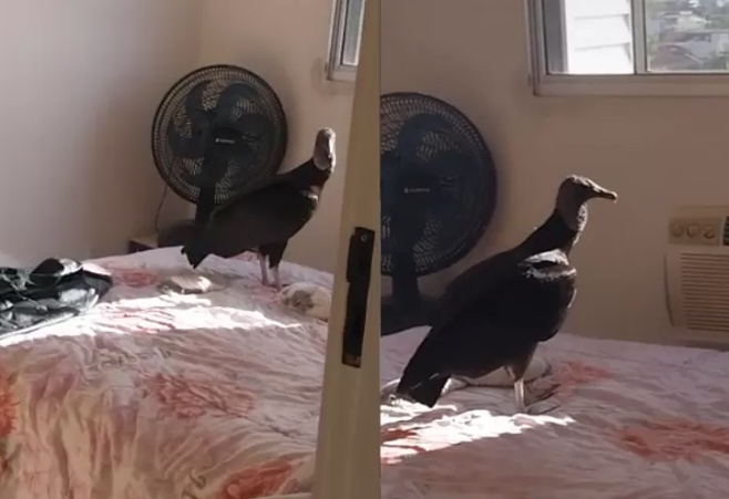 Urubu invade casa e deixa 'presente' desagradável na cama de tiktoker
