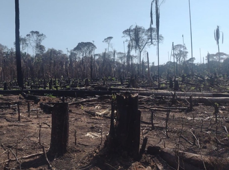 Prefeito é acusado de desmatar área de preservação permanente no Amazonas