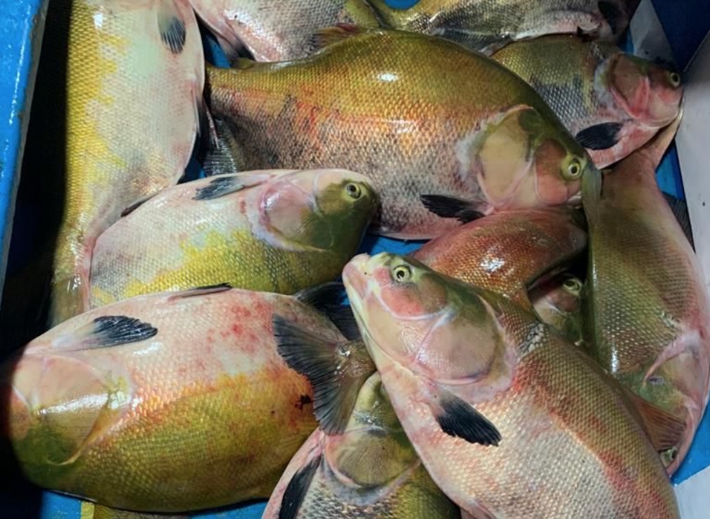 Idam inicia construção do Acordo de Pesca de Juruá