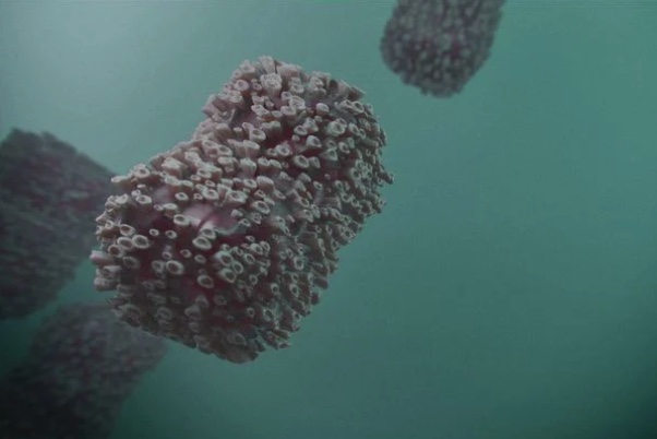 Amazonas chega a 181 casos confirmados de Varíola dos Macacos