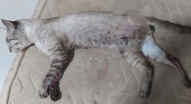 Homem tenta matar ex, mas acerta criança de 11 anos e gato de estimação