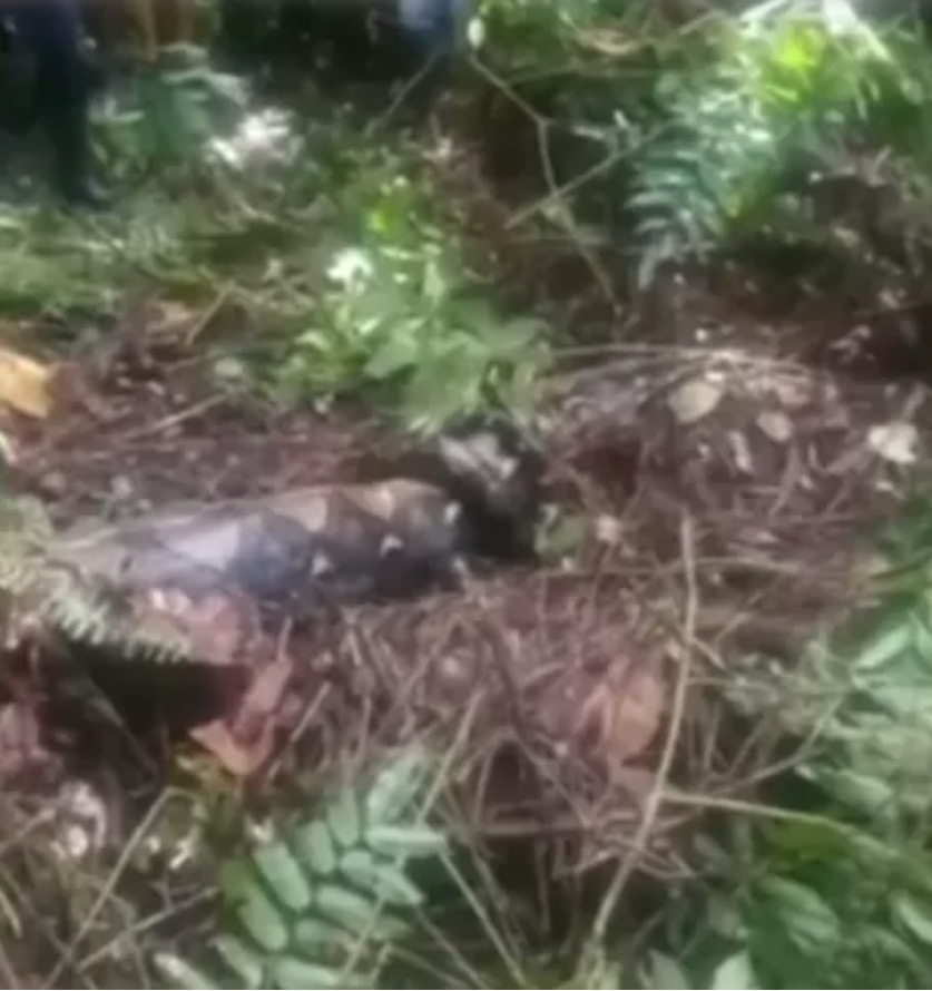 Mulher desaparecida é encontrada morta dentro de cobra de 7 metros 