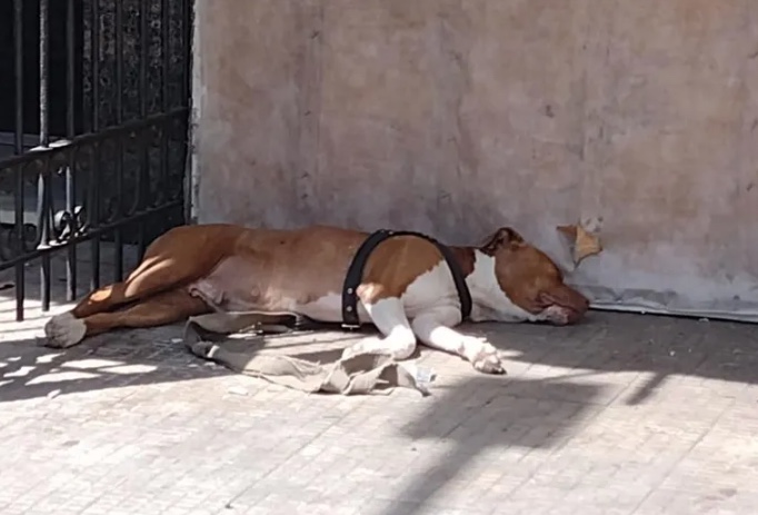 Pitbull grávida que sofria maus-tratos de dono é resgatada