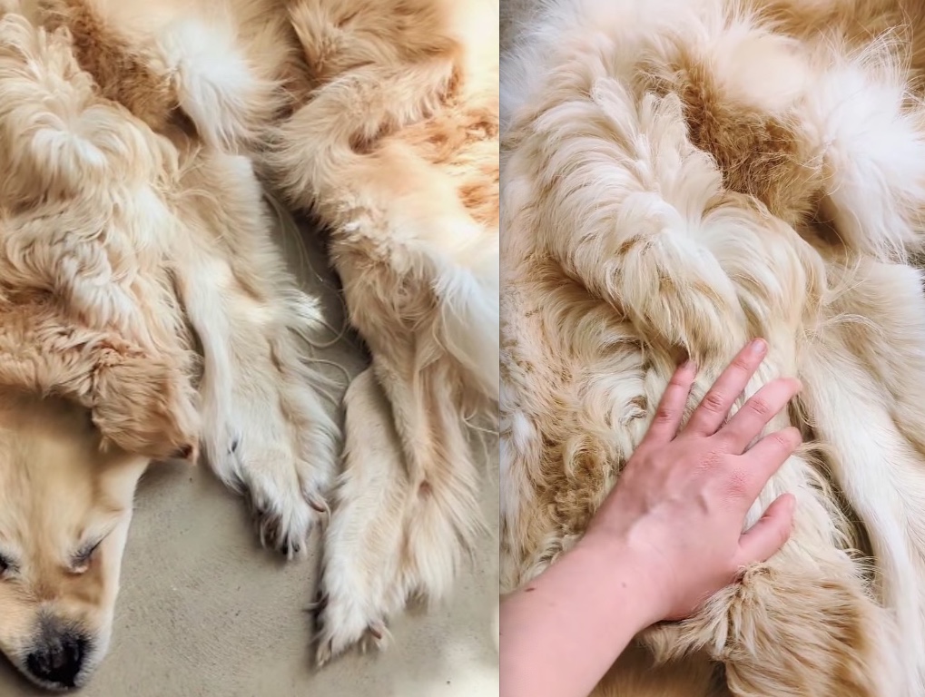 Família transforma cachorro morto em tapete e gera polêmica