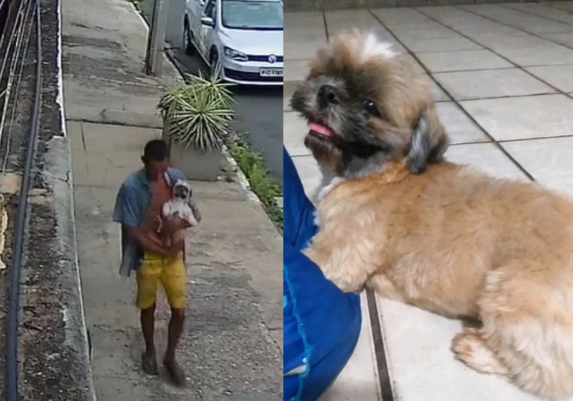 Vídeo: cachorro da raça Shih tzu é furtado de casa e vendido por R$ 10