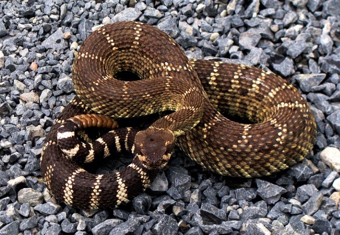 Cobra venenosa morre após ser mordida por garoto de 8 anos