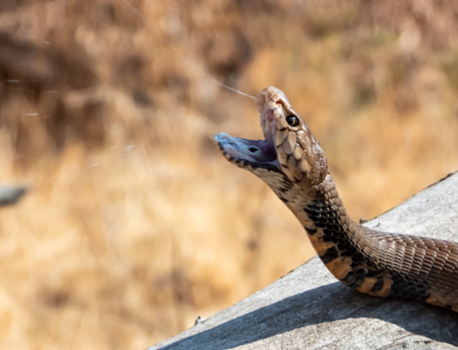 Menino de 12 anos mata cobra a dentadas após ser atacado