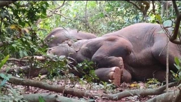 Elefantes são encontrados 'bêbados' após tomarem licor indiano; vídeo