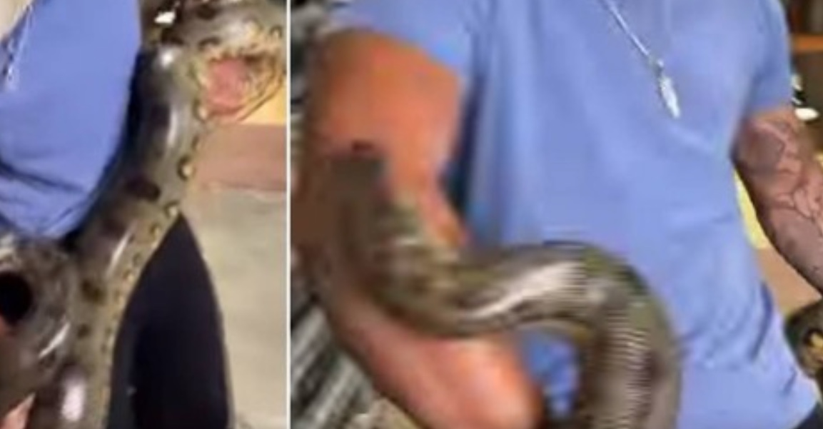 Homem é picado várias vezes por sucuri e continua segurando a cobra; vídeo