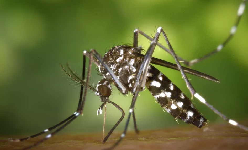 Adolescentes vão participar de teste de vacina contra Chikungunya