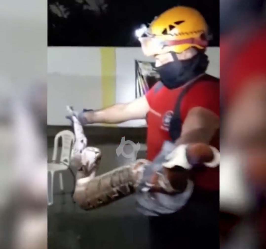 Jiboia de 2 metros invade casa em Manaus; vídeo