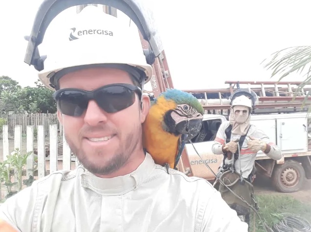 Arara-canindé vira atração ao inspecionar eletricistas em serviço