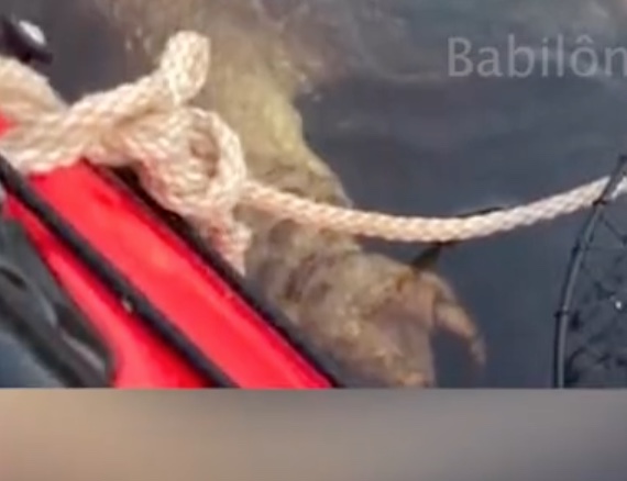 Criatura bizarra com garras gigantes assusta mãe e filha em pescaria; vídeo