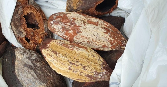 Amazonas faz força-tarefa para combater praga que afeta cupuaçu e cacau 