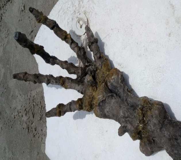 Alienígena? Mão gigante é encontrada em praia e origem intriga web