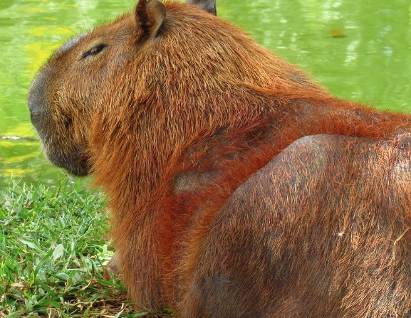 Homem afirma que matou funcionário ao confundi-lo com paca