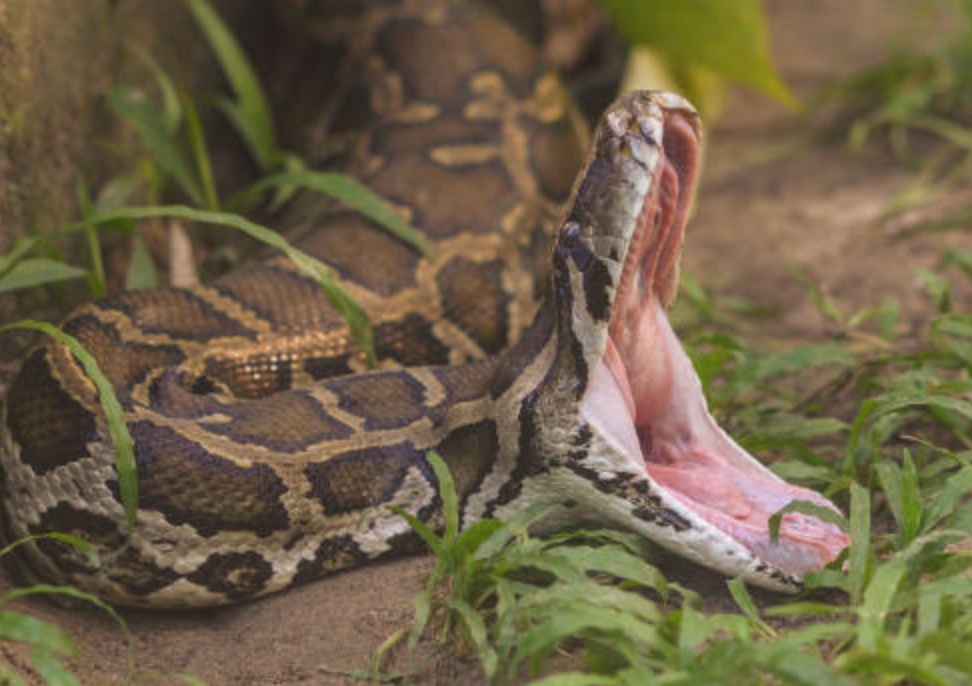 Cobra de 3 metros arrasta menino de 5 anos para piscina