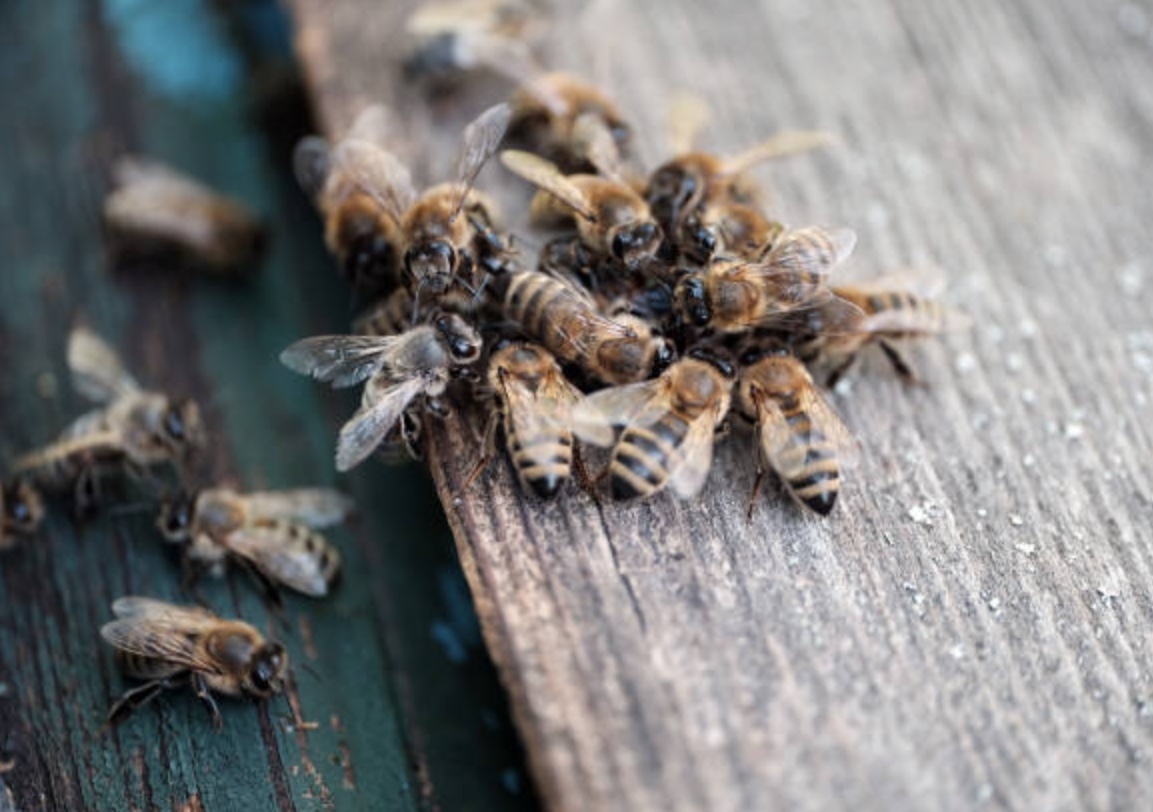 Bebê leva 250 picadas de abelhas durante ataque