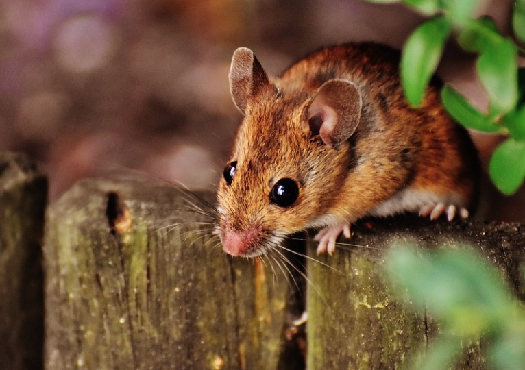 Policiais acusam ratos por sumiço de mais de meia tonelada de maconha