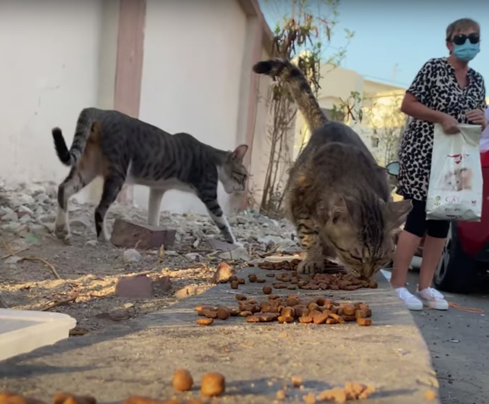 ONGs dizem que milhares de gatos e cães foram tirados de ruas de Doha antes da Copa