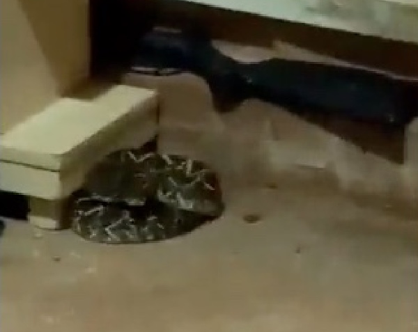 Idosa encontra cobra com veneno potente em casa após 'aviso' de cachorro