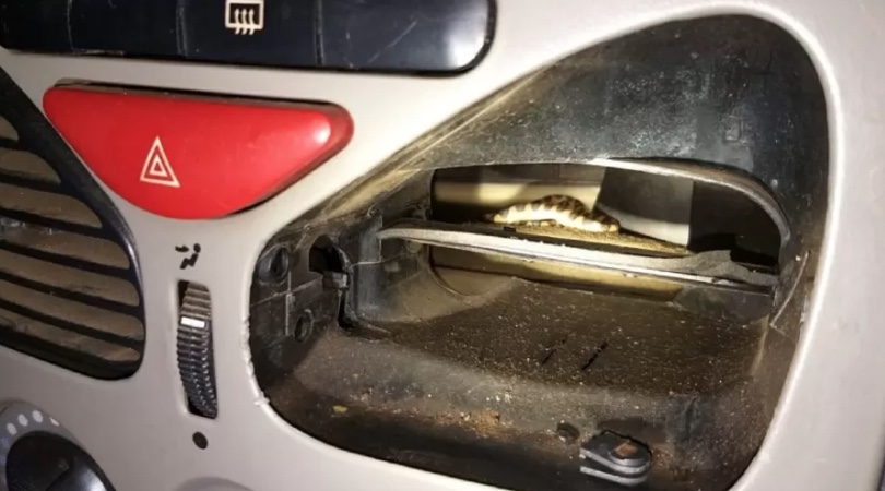 Cobra venenosa é retirada de painel de carro após picar passageira