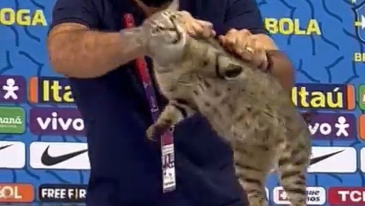 CBF pode responder por maus-tratos após retirar gato de coletiva