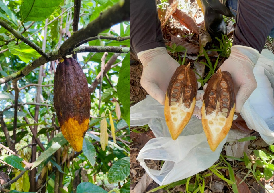 Praga em plantações de cacau é investigada no Amazonas
