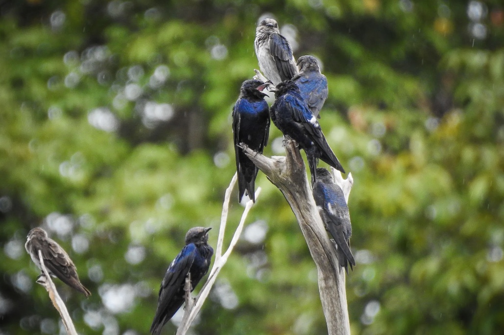 Andorinhas-azuis intrigam cientistas ao fazerem pequena ilha da Amazônia de casa