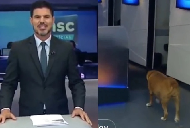 Cachorro invade estúdio de jornal durante transmissão ao vivo e diverte espectadores
