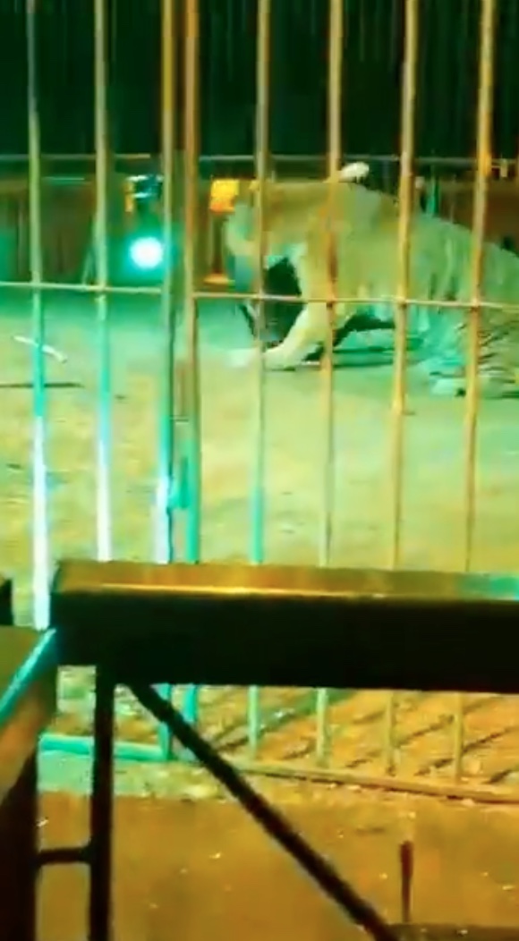 Vídeo: domador de animais é atacado por tigre durante apresentação em circo