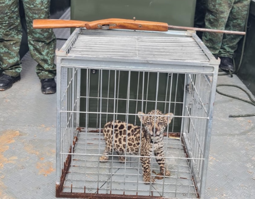 Caçador mata onça e tenta vender filhote por R$ 20 mil no Amazonas