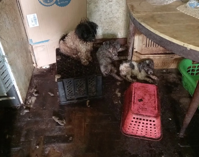 Cachorro cai do 10º andar de apartamento e idosa é presa por maus-tratos