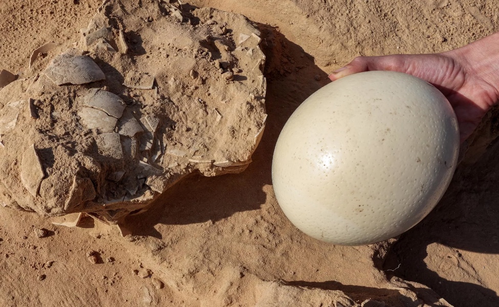 Arqueólogos desenterram 8 ovos de avestruz de mais de 4 mil anos