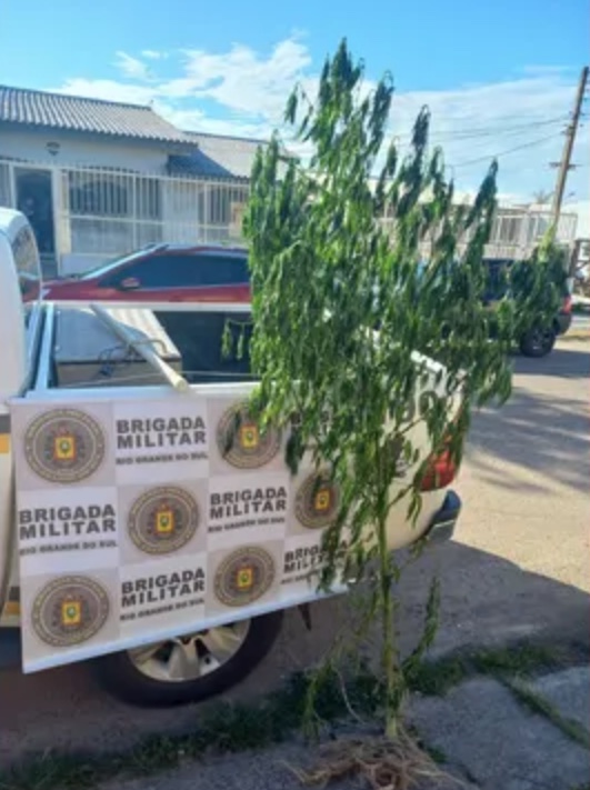 Mãe denuncia pé de maconha de 2,5 metros da filha e planta é apreendida