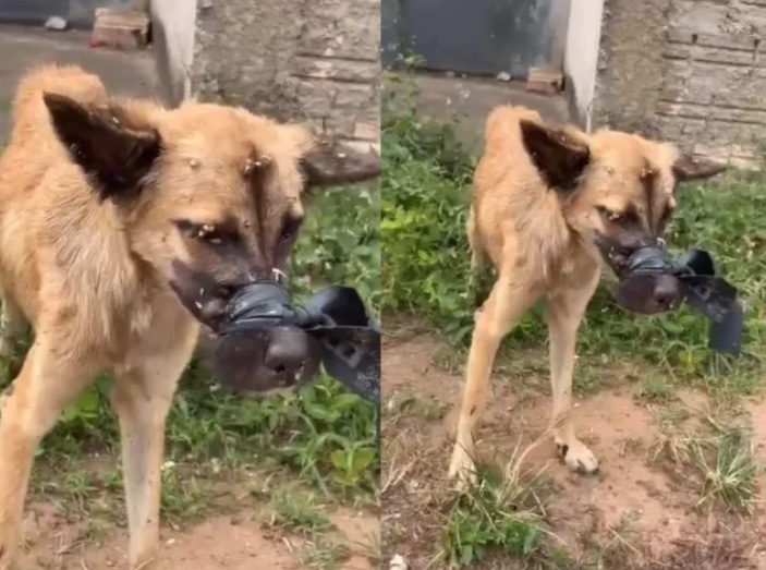 Cachorro caramelo é resgatado com focinho amarrado
