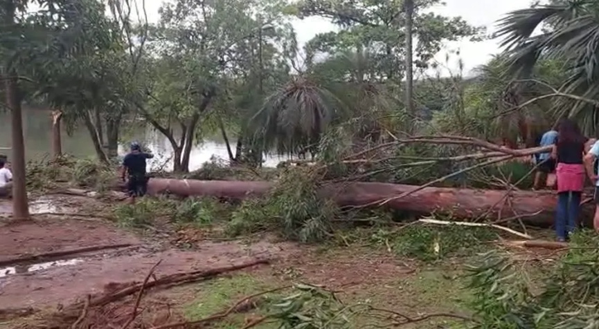Por conta da chuva, árvore cai e mata criança de cinco anos que brincava em parque