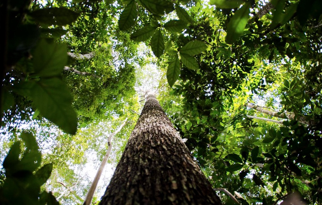 Amazônia Legal: desmatamento cai 61% em janeiro