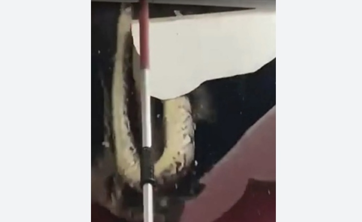 Cobras gigantes despencam de teto enquanto se acasalavam; vídeo