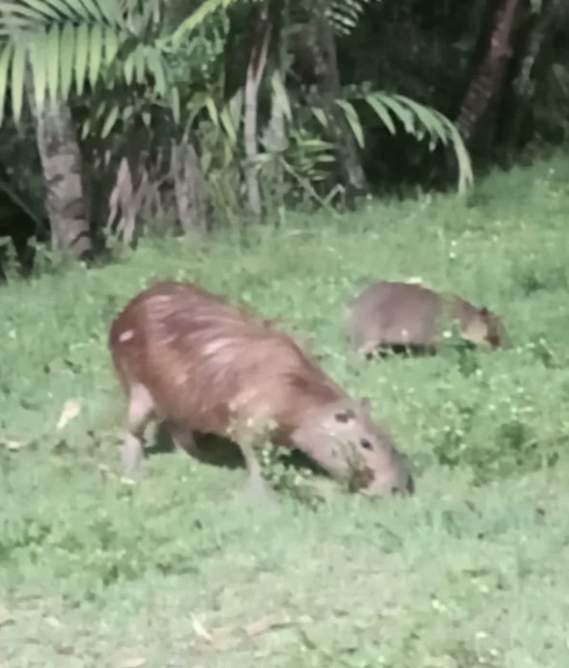 Capivaras são vistas passeando próximo ao Igarapé do Mindu em Manaus