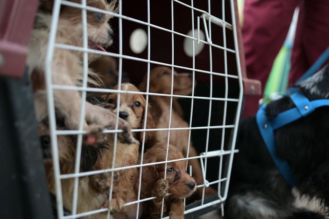 Canil clandestino é fechado em Manaus e 24 animais são resgatados