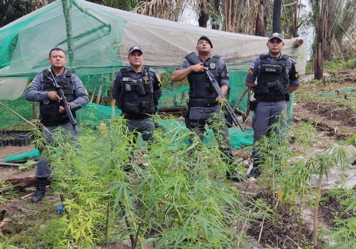 Plantação de maconha avaliada em R$ 6 milhões é destruída no Amazonas