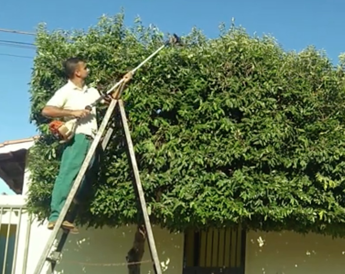 Omissão em poda de árvore gera indenização após danos causados