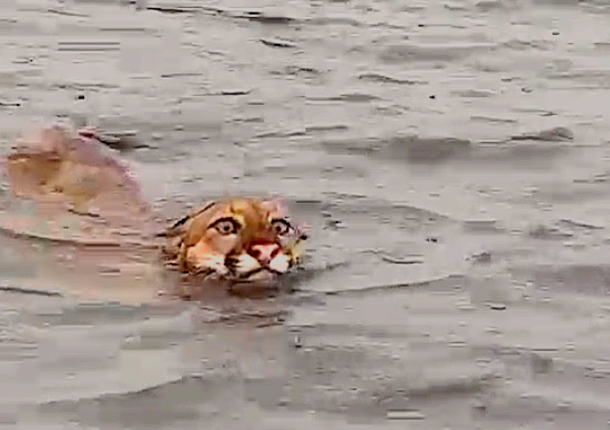 Onça é flagrada nadando em rio no Amazonas; vídeo