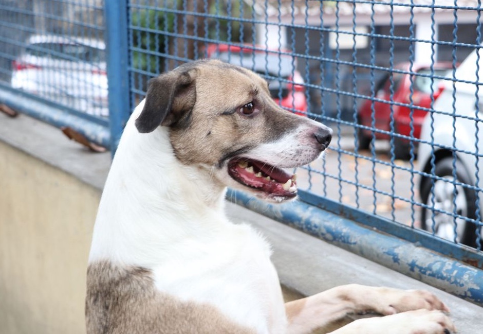 Câmara aprova projeto que incentiva a adoção de animais
