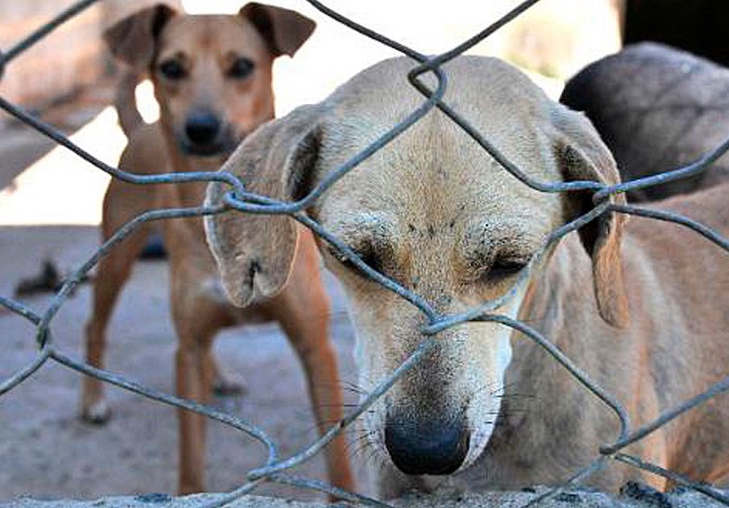 Caso de zoofilia pode render multa de R$ 5 mil no Amazonas
