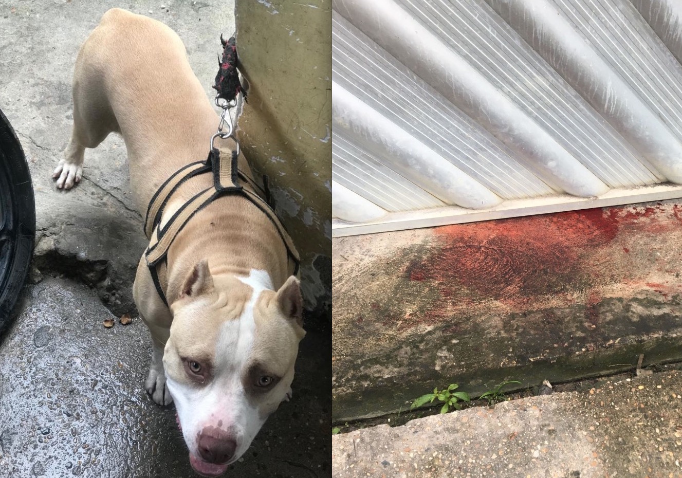 Homem é preso após invadir casa e matar pitbull a facadas em Manaus 