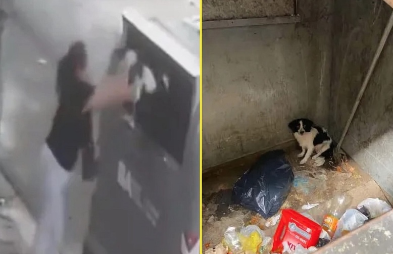 Mulher joga cachorro dentro de lixeira e causa revolta na web; vídeo