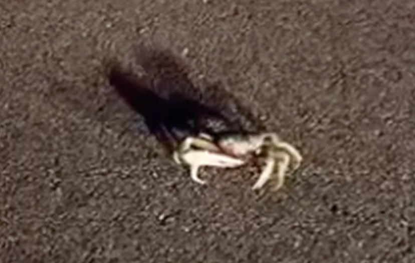 Caranguejo faz avião adiar pouso em aeroporto; vídeo