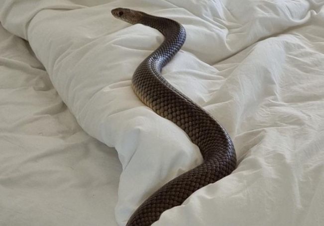 Mulher se desespera ao encontrar cobra venenosa em cama